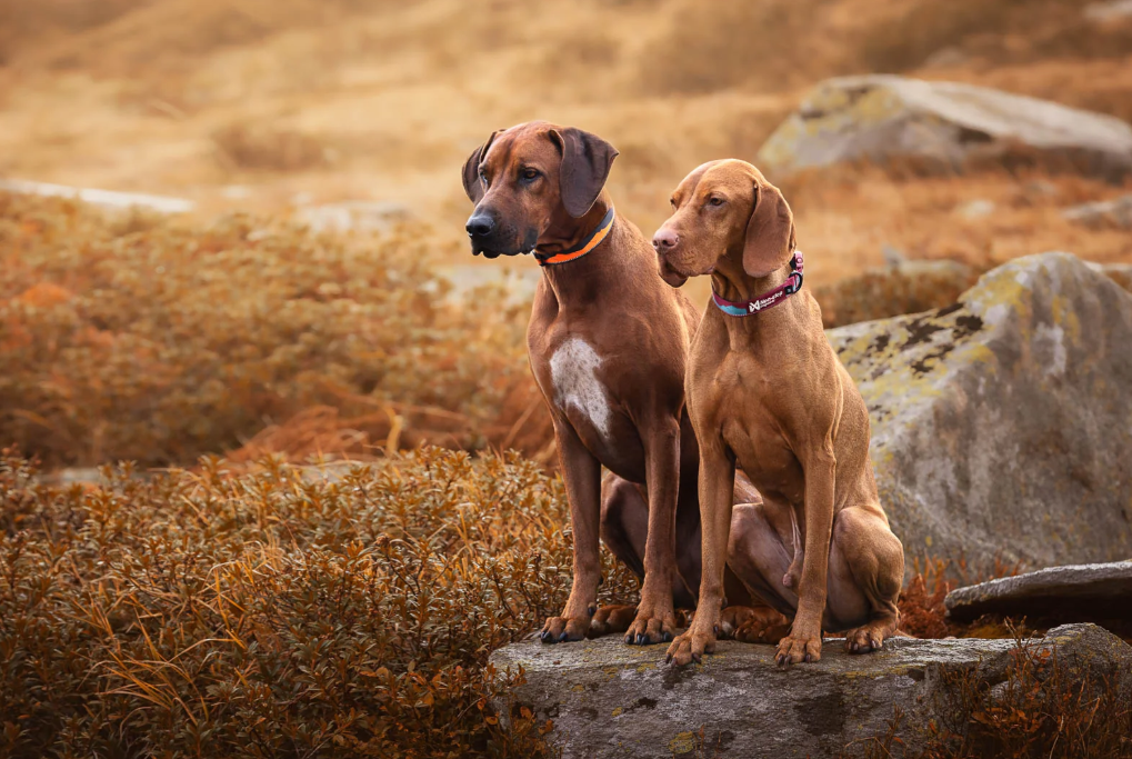 Non-stop dogwear Trail Quest Collar sunset