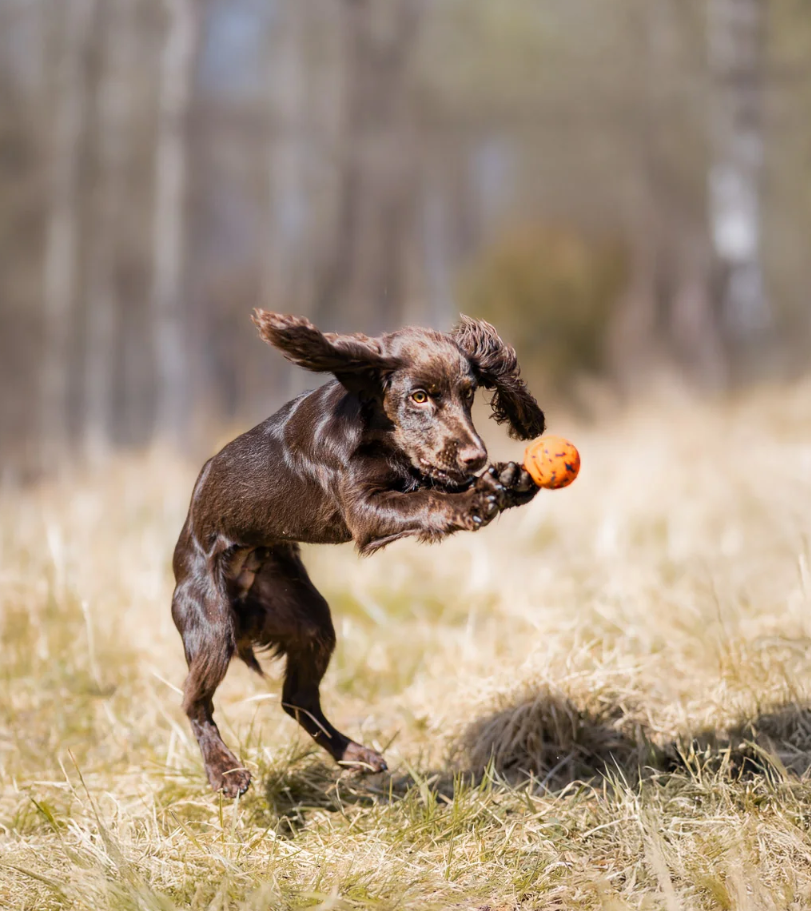Non-stop dogwear Dog Ball orange/black