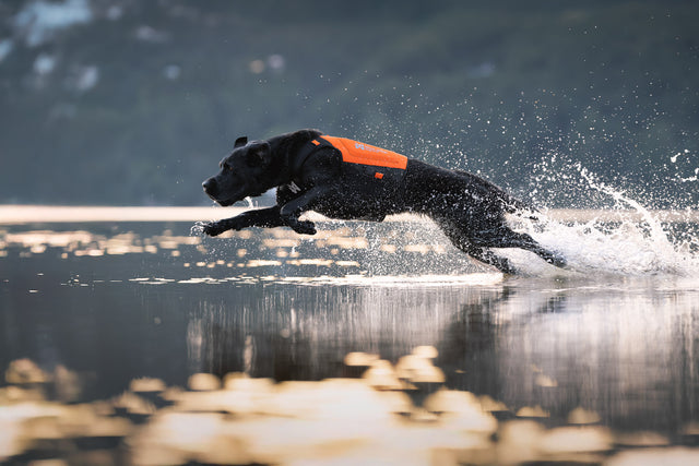 Non-stop dogwear Protector Neoprene Vest orange