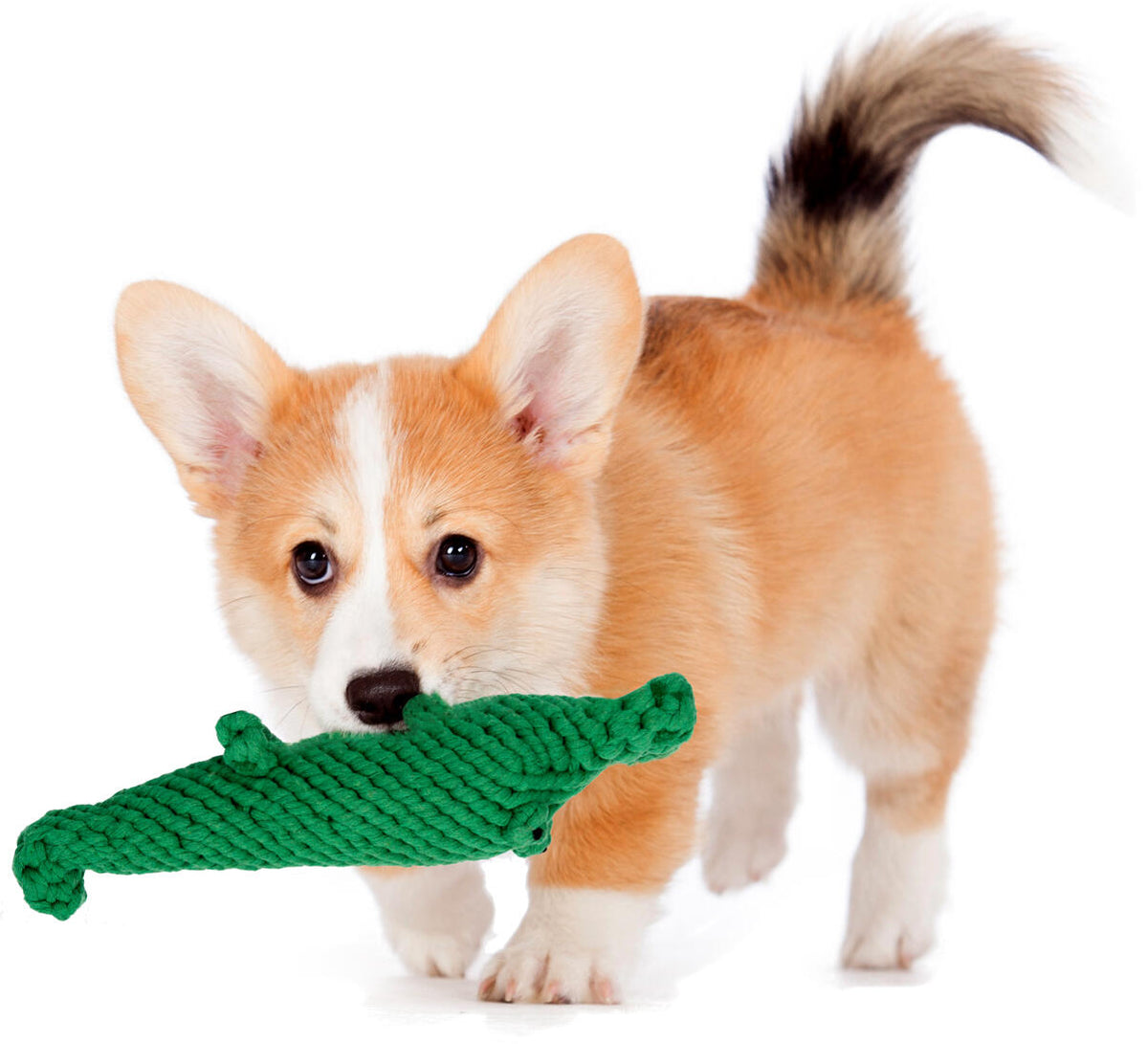 Laboni Hundespielzeug Kalli Krokodil grün 31cm