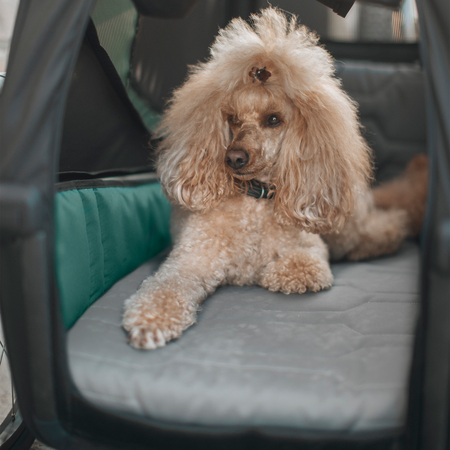Thule Bexey Dog Bed M