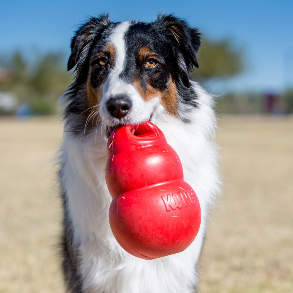 KONG Bounzer L