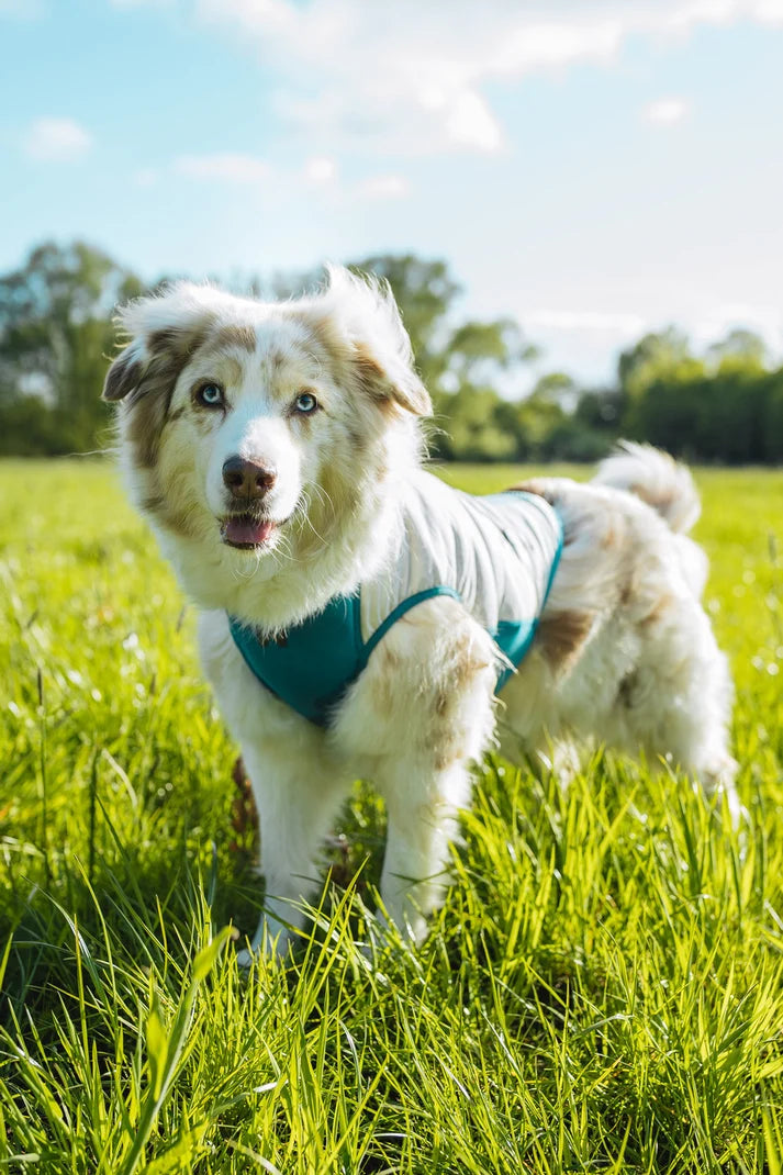 Non-stop dogwear Cooling Pull-On Vest light gray