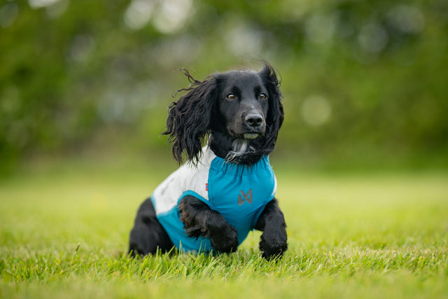 Non-stop dogwear Cooling Pull-On Vest light gray