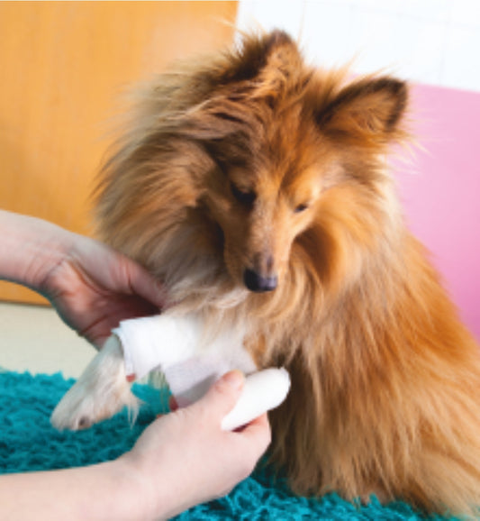 Erste Hilfe - für Hunde, Katzen & Kleintiere - 28.01.2027