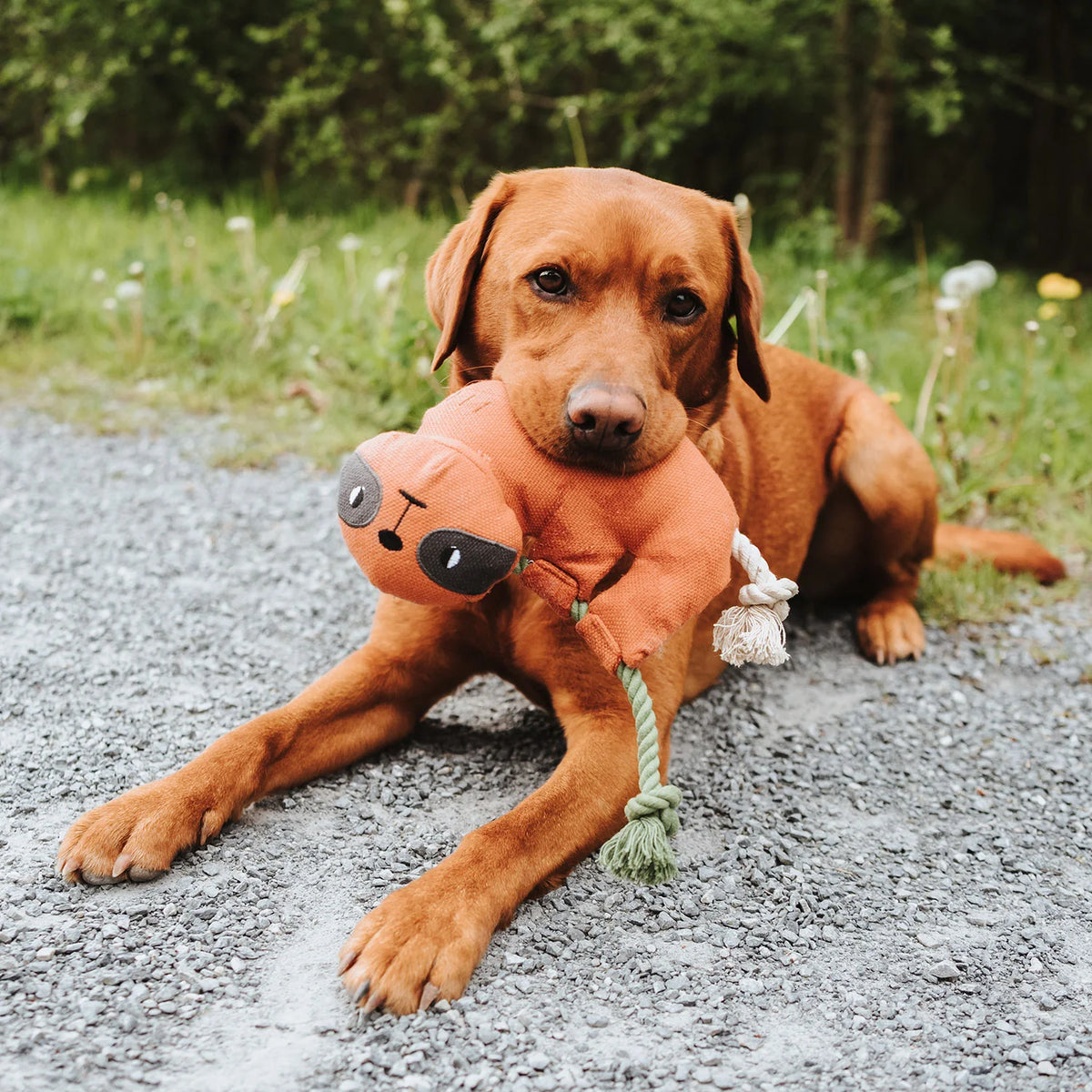 Hunter Recycling-Hundespielzeug Rio