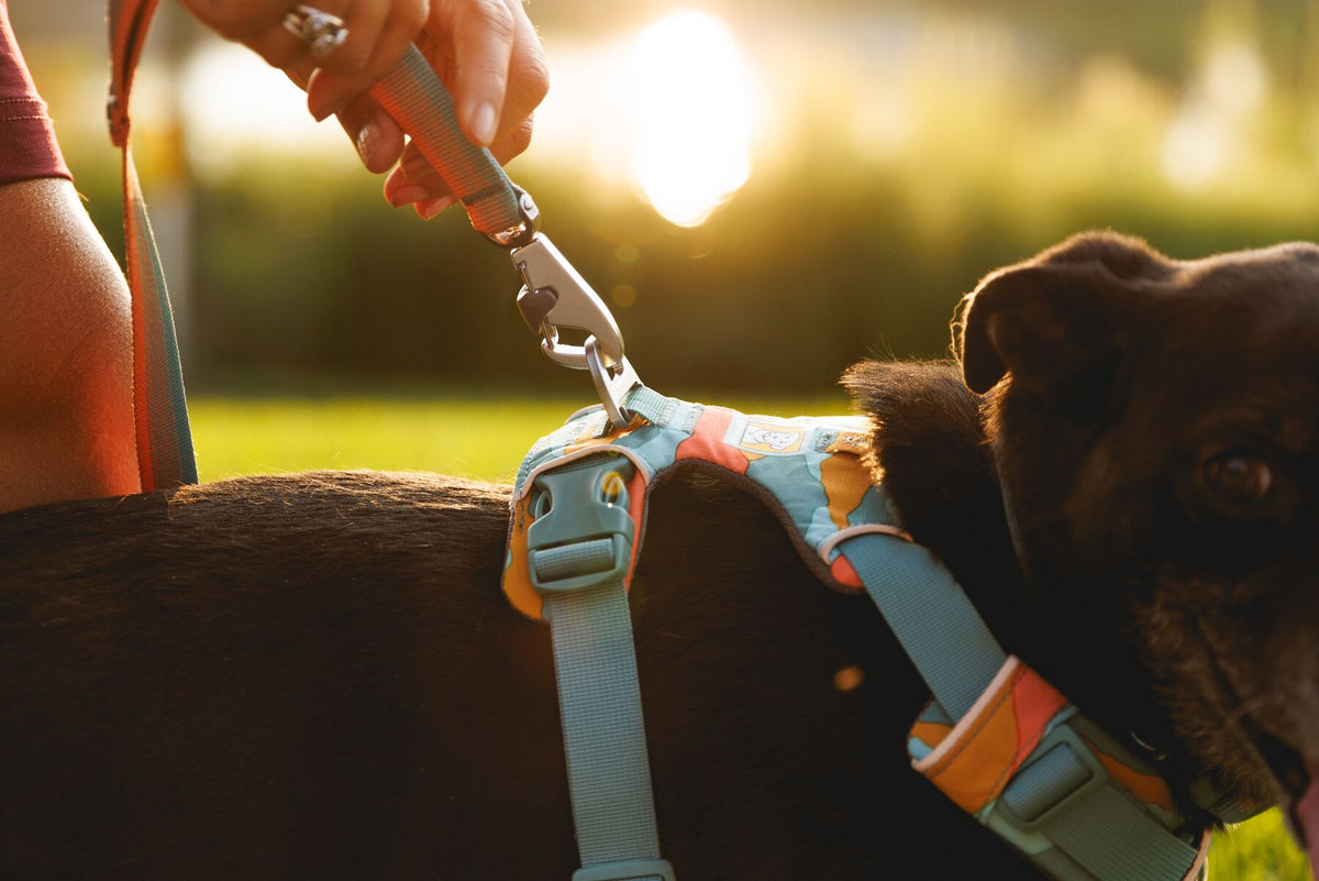 Ruffwear Front Range® Harness Spring Mountains
