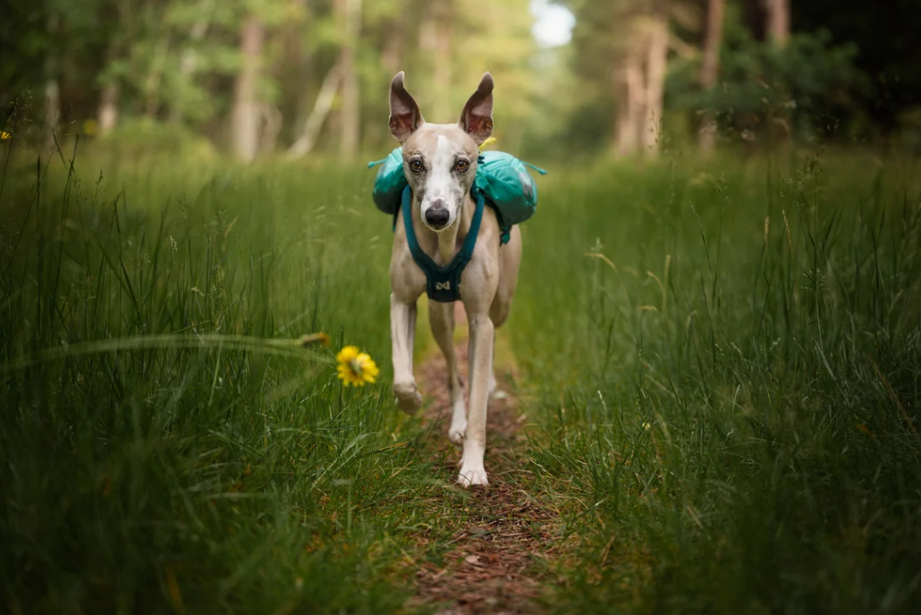 Non-stop dogwear Trail Light Dog Backpack teal