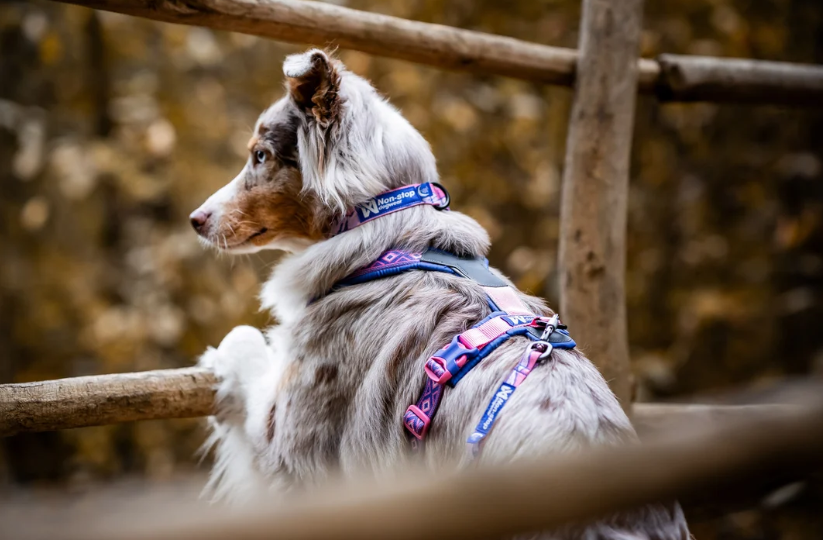 Non-stop dogwear Trail Quest Collar RP signature edition purple/pink