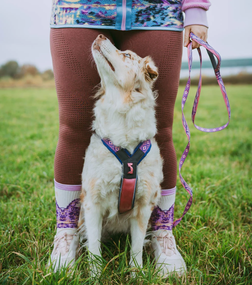 Non-stop dogwear Trail Quest Leash RP signature edition purple/pink 15mm/2m