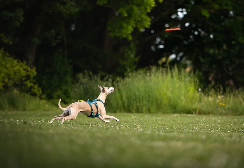 Non-stop dogwear Dog Flying Disc orange/black