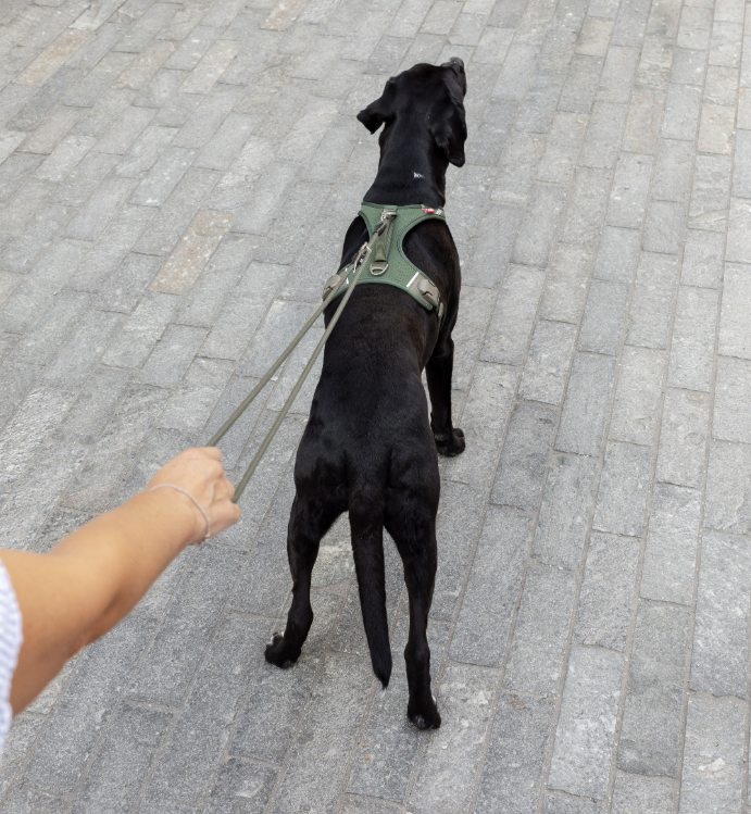 Curli Vario Comfort Leash