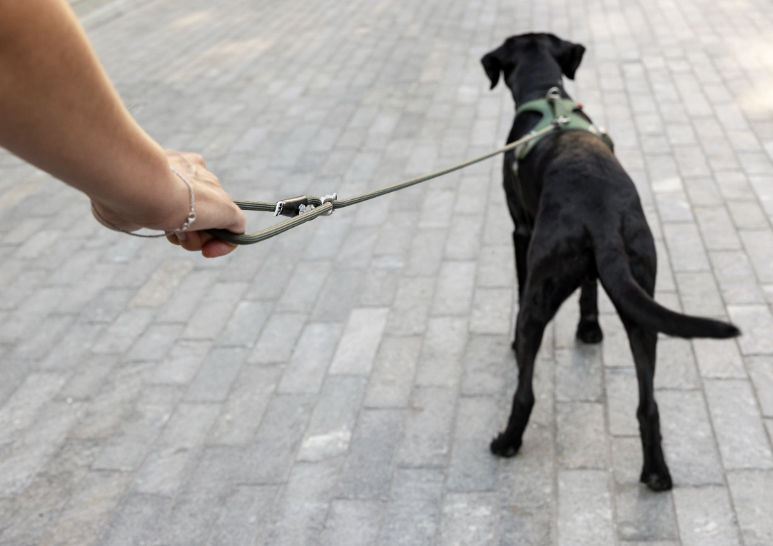 Curli Vario Comfort Leash