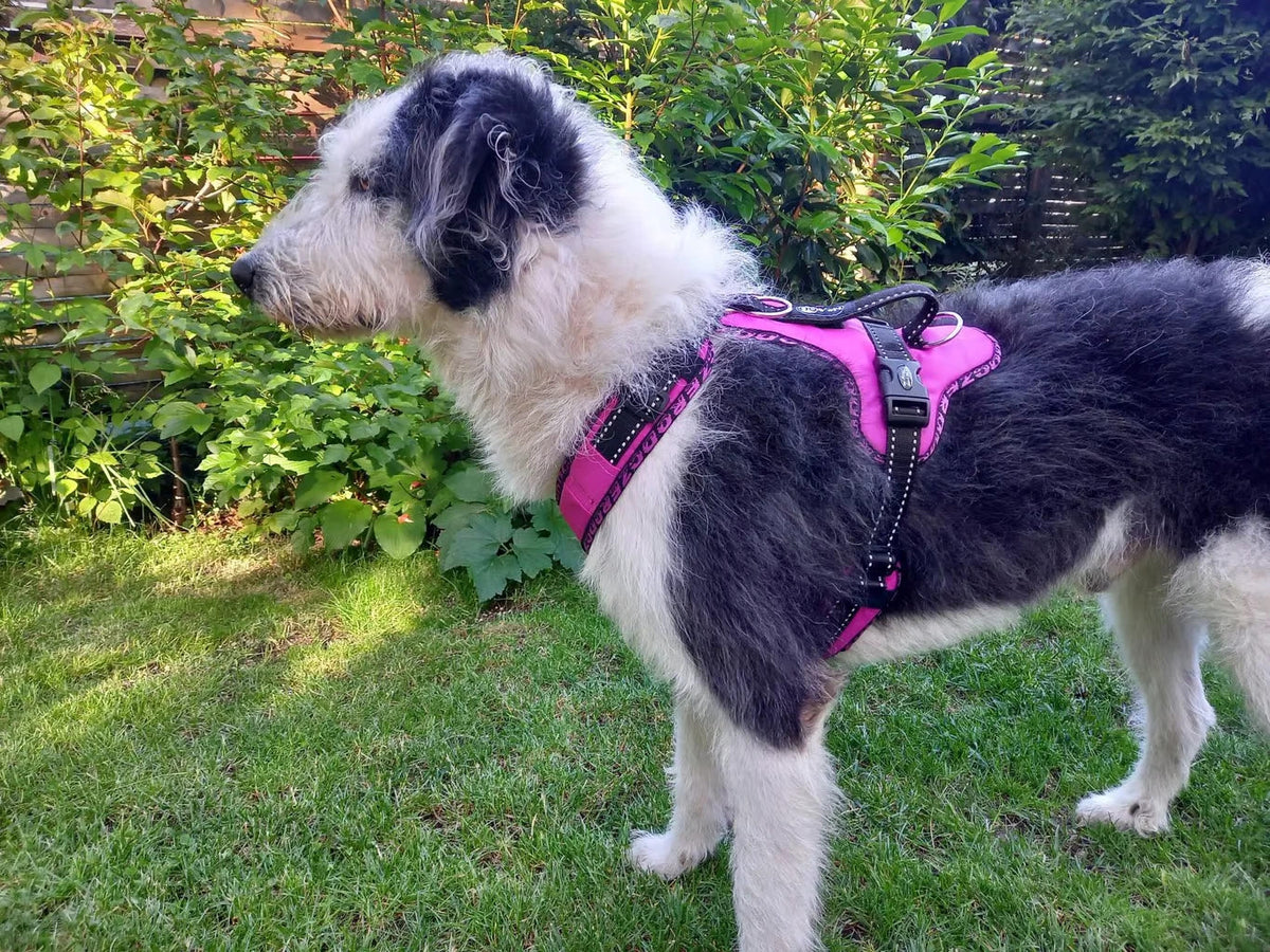 Zero DC Easy Peasy Alltags- und Wandergeschirr pink