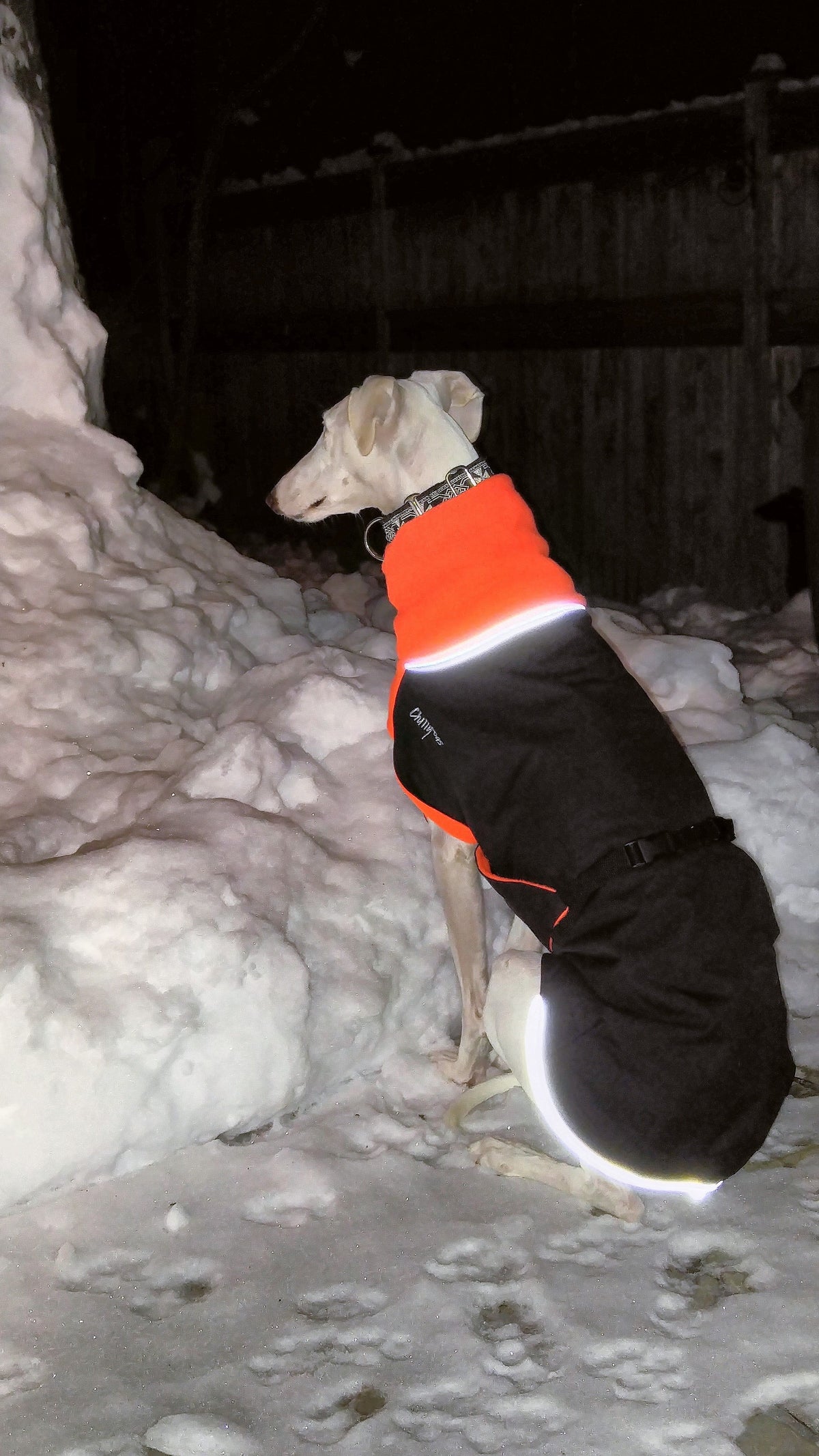 Chilly Dogs Great White North Long & Lean (extra lang) - Black/Black Shell