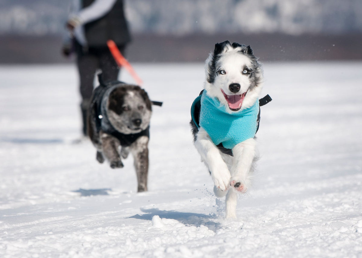 Chilly Dogs Great White North STANDARD - Black/Red Shell