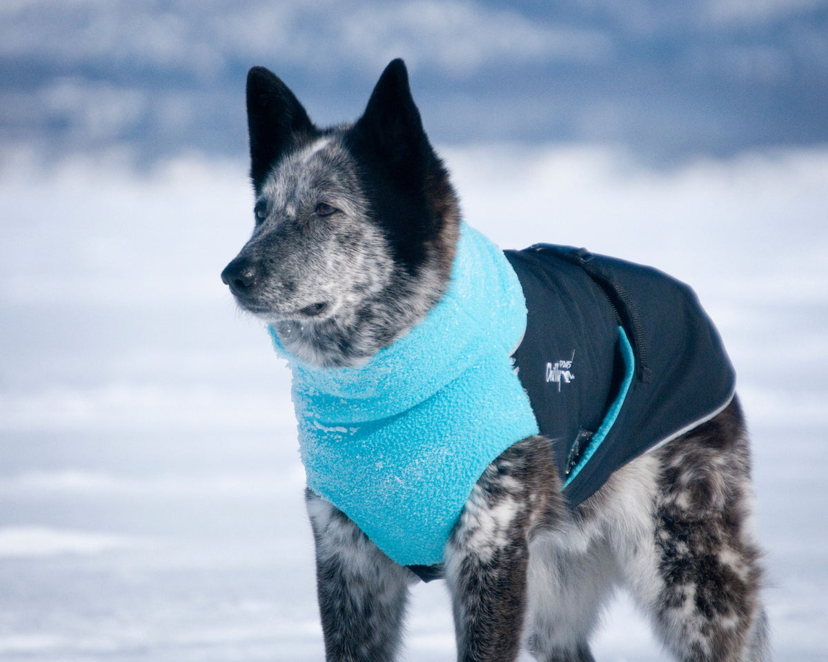 Chilly Dogs Great White North STANDARD - Black/Red Shell