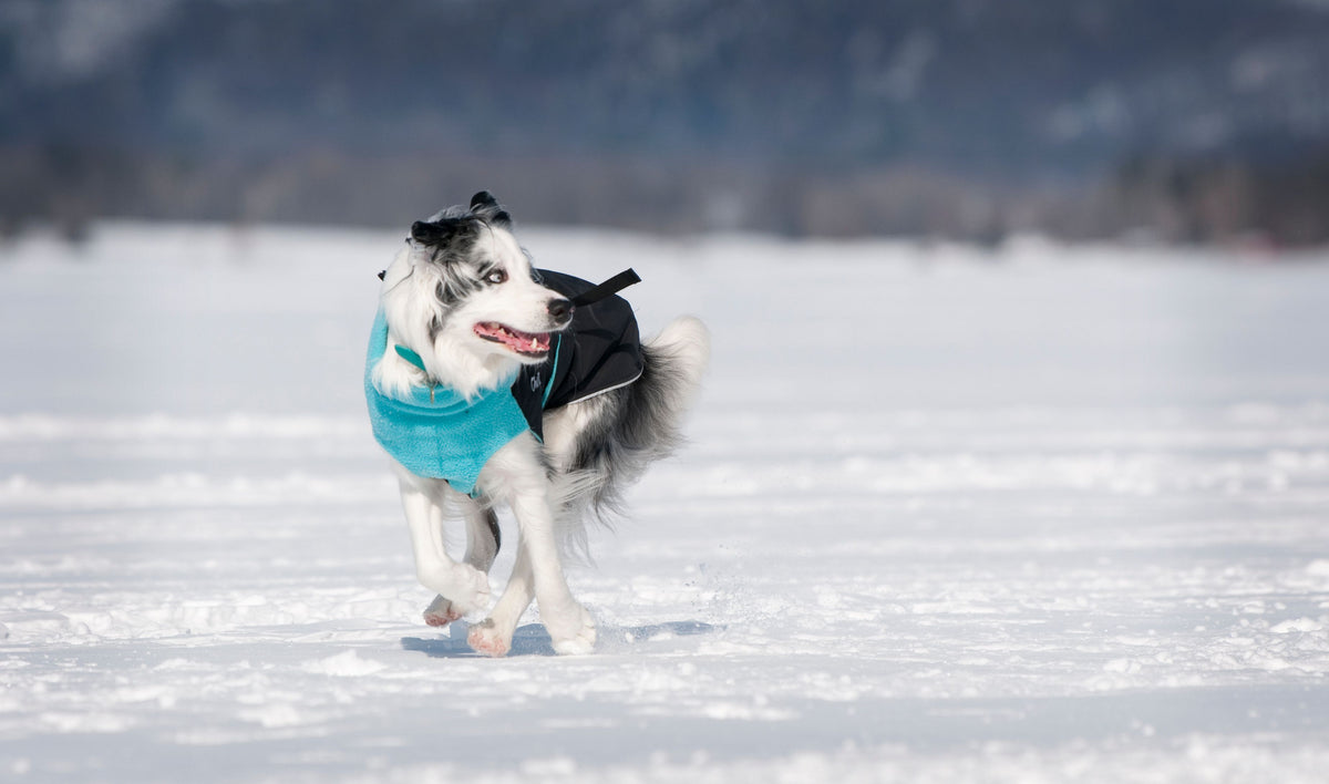 Chilly Dogs Great White North STANDARD - Black/Red Shell