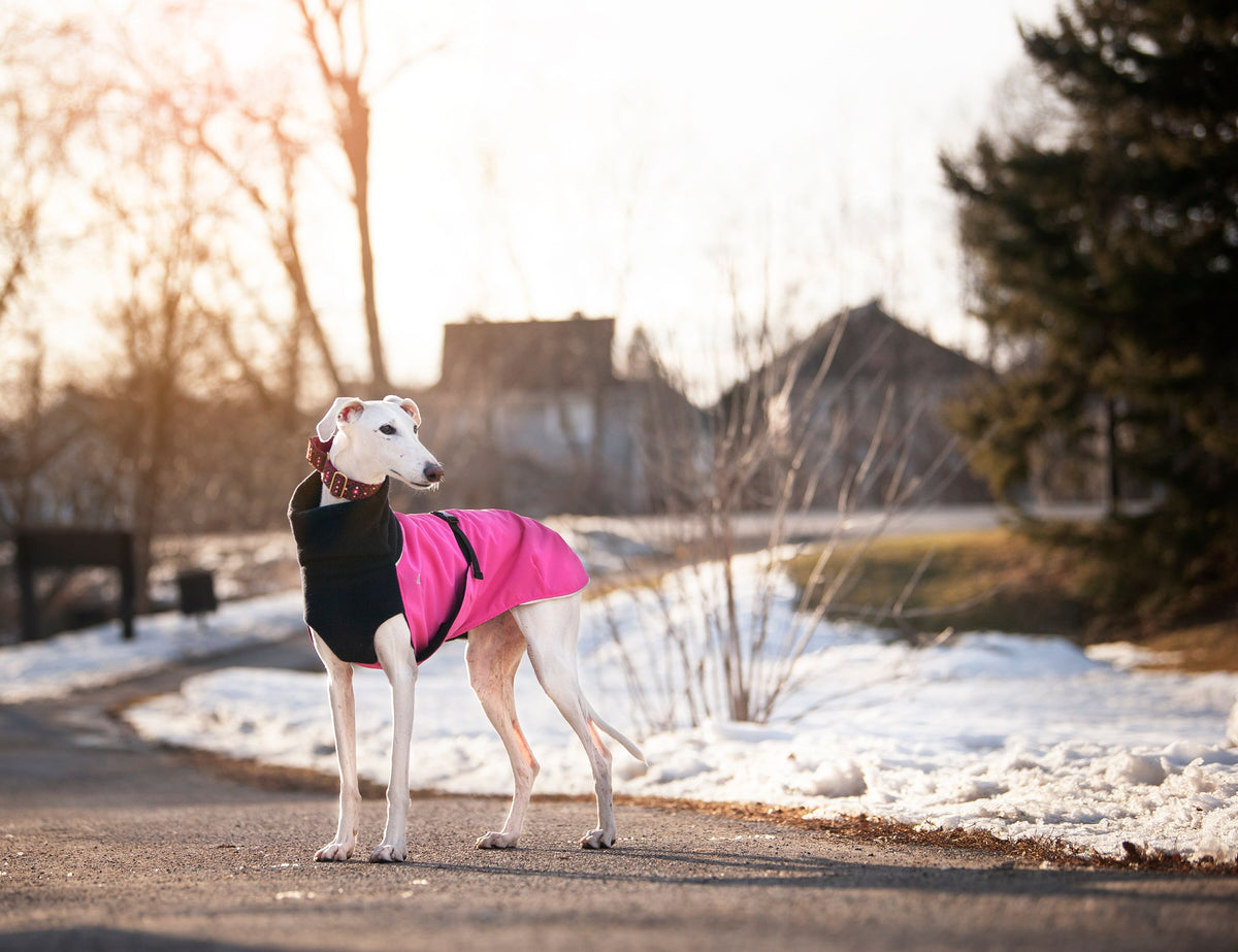 Chilly Dogs Great White North Long & Lean (extra lang) - Blue Jay/Black Shell
