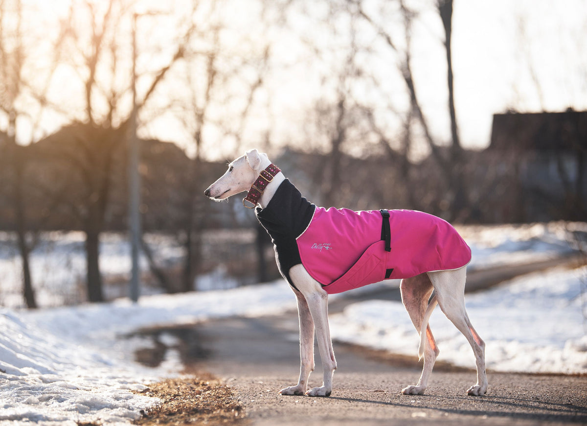 Chilly Dogs Great White North Long & Lean (extra lang) - Blue Jay/Black Shell