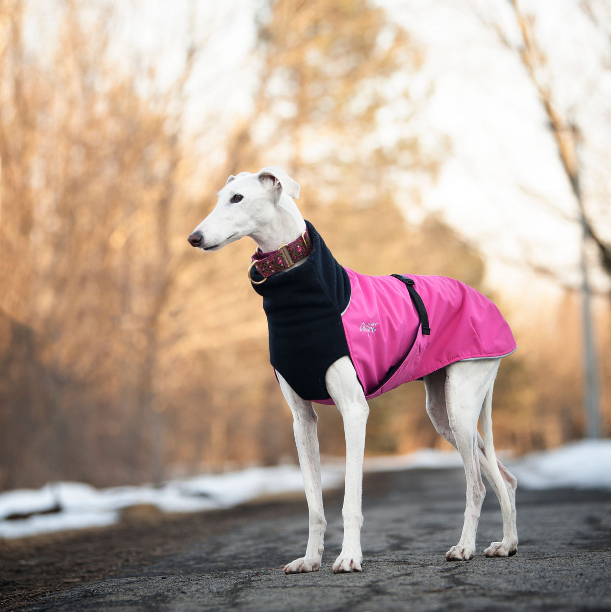 Chilly Dogs Great White North Long & Lean (extra lang) - Blue Jay/Black Shell