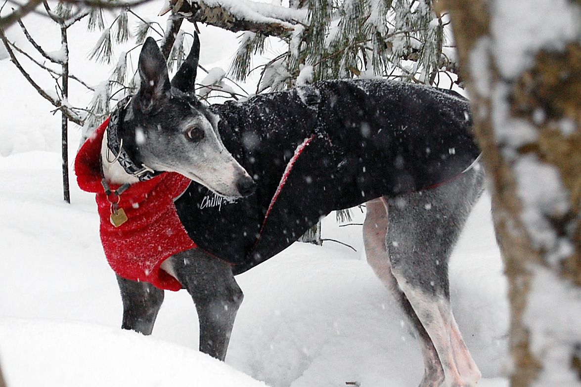 Chilly Dogs Great White North Long & Lean (extra lang) - Black/Black Shell