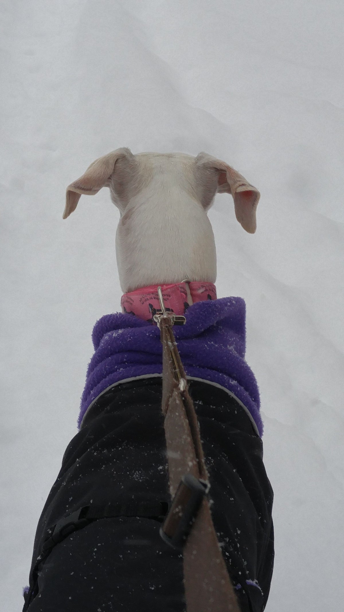 Chilly Dogs Great White North Long & Lean (extra lang) - Blue Jay/Black Shell