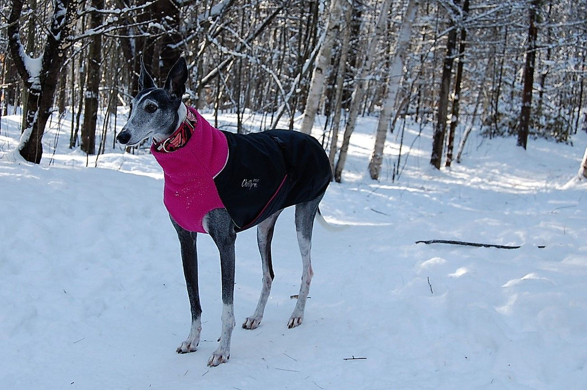 Chilly Dogs Great White North Long & Lean (extra lang) - Blue Jay/Black Shell