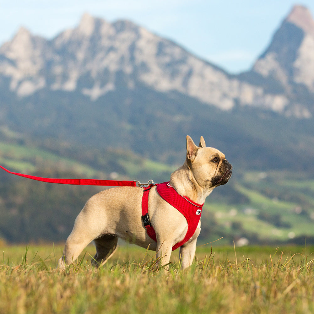 Curli Basic Geschirr Air-Mesh