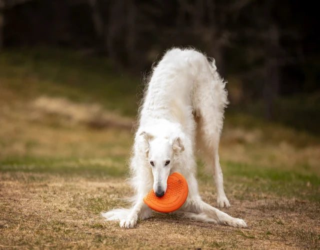 Non-stop dogwear Dog Flying Disc orange/black