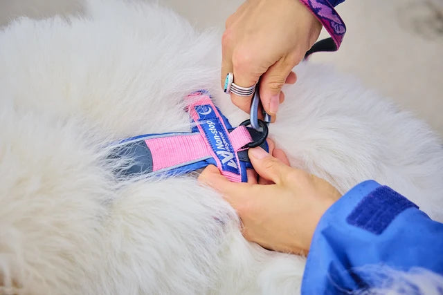 Non-stop dogwear Line Harness 5.0 RP signature edition purple/pink