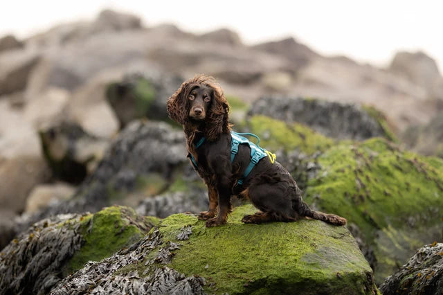Non-stop dogwear Ramble Harness long teal