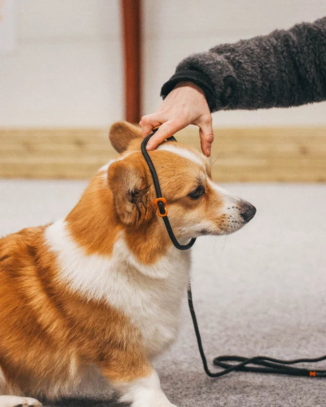 Non-stop dogwear Retriever Leash