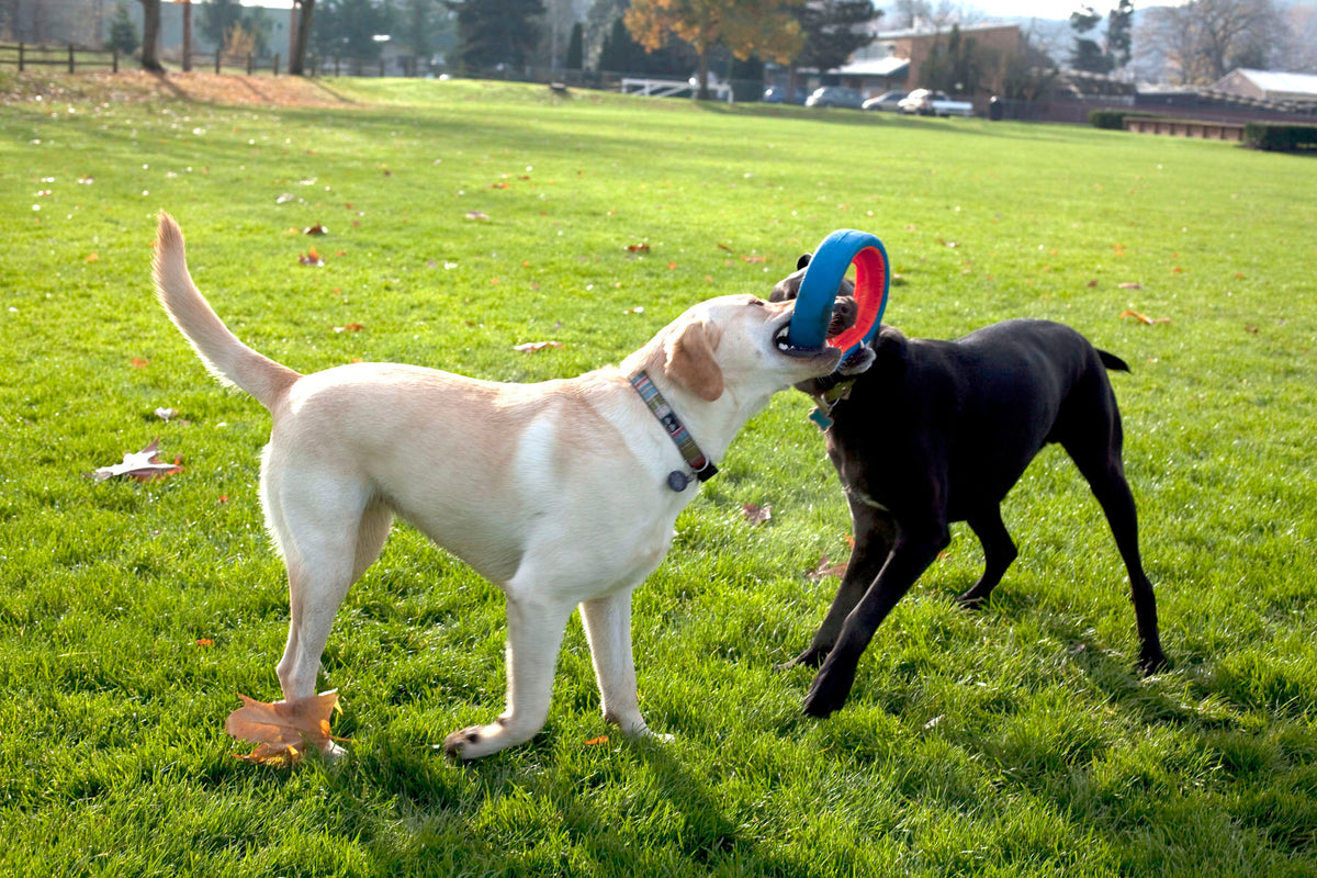 Chuckit Fetch Wheel