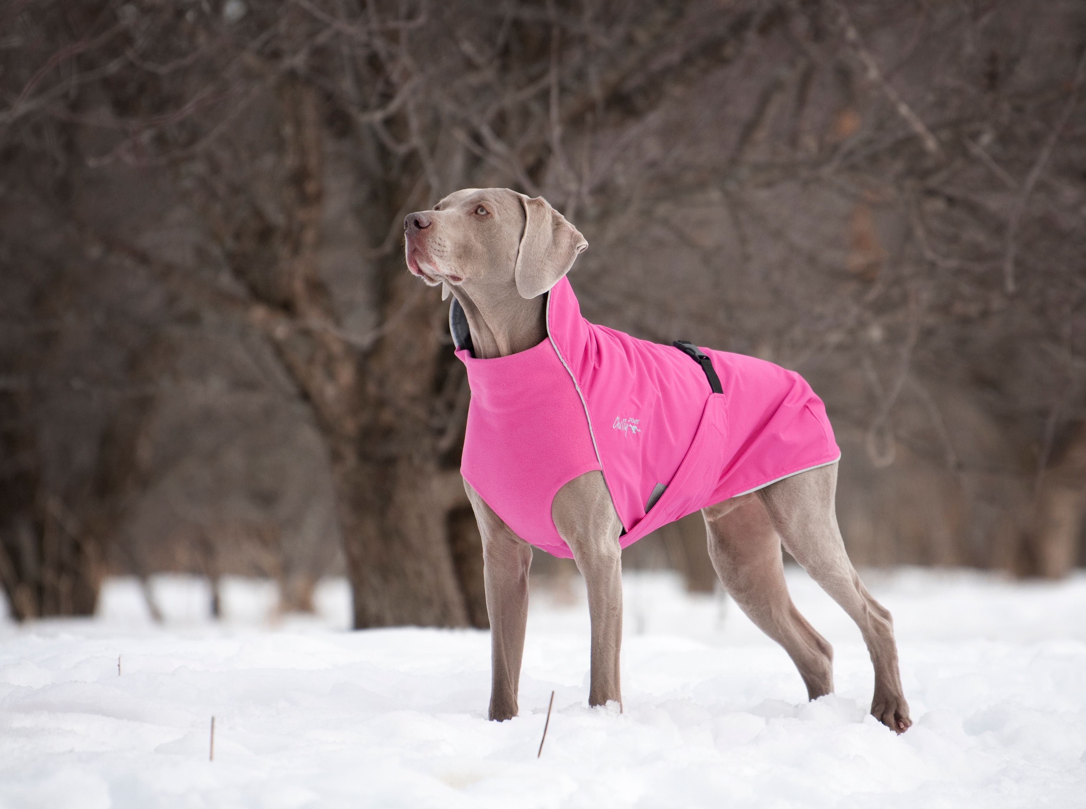 Chilly Dogs Harbour Slicker STANDARD