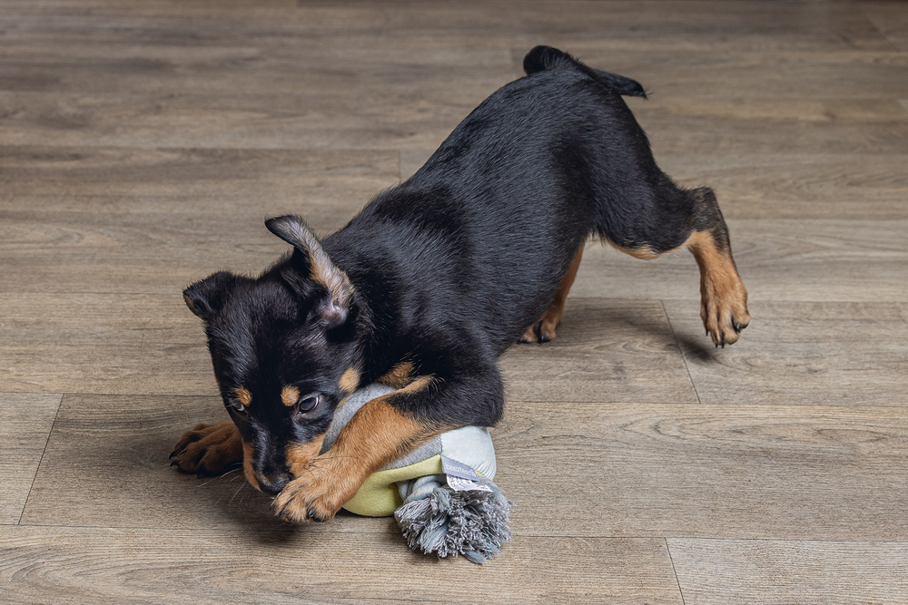 Beeztees Puppy Würfel mit Seil Kubi