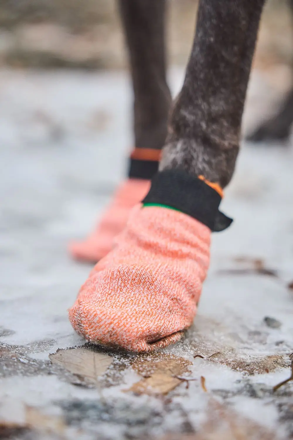 Non-stop dogwear Protector light socks