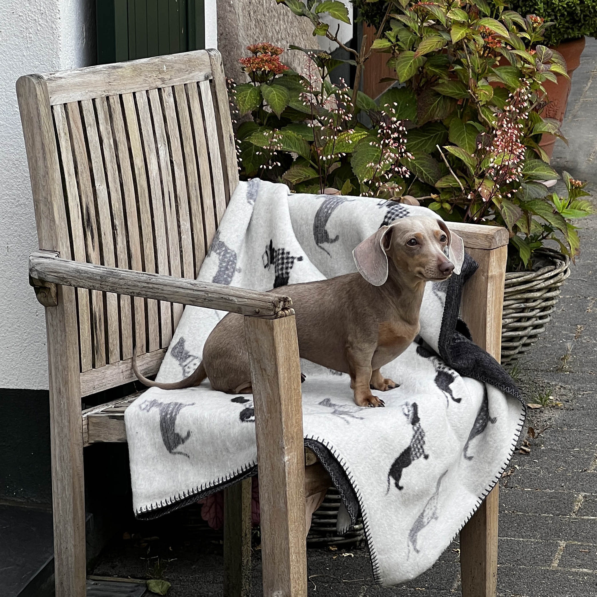 Laboni Kuscheldecke DACKEL