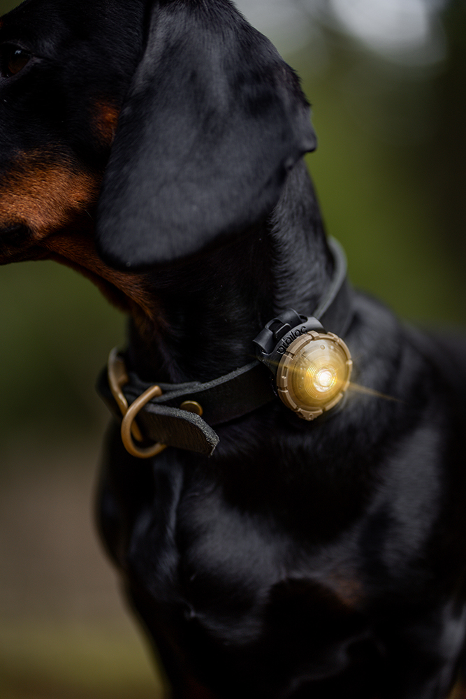 Orbiloc Dog Dual Light gold