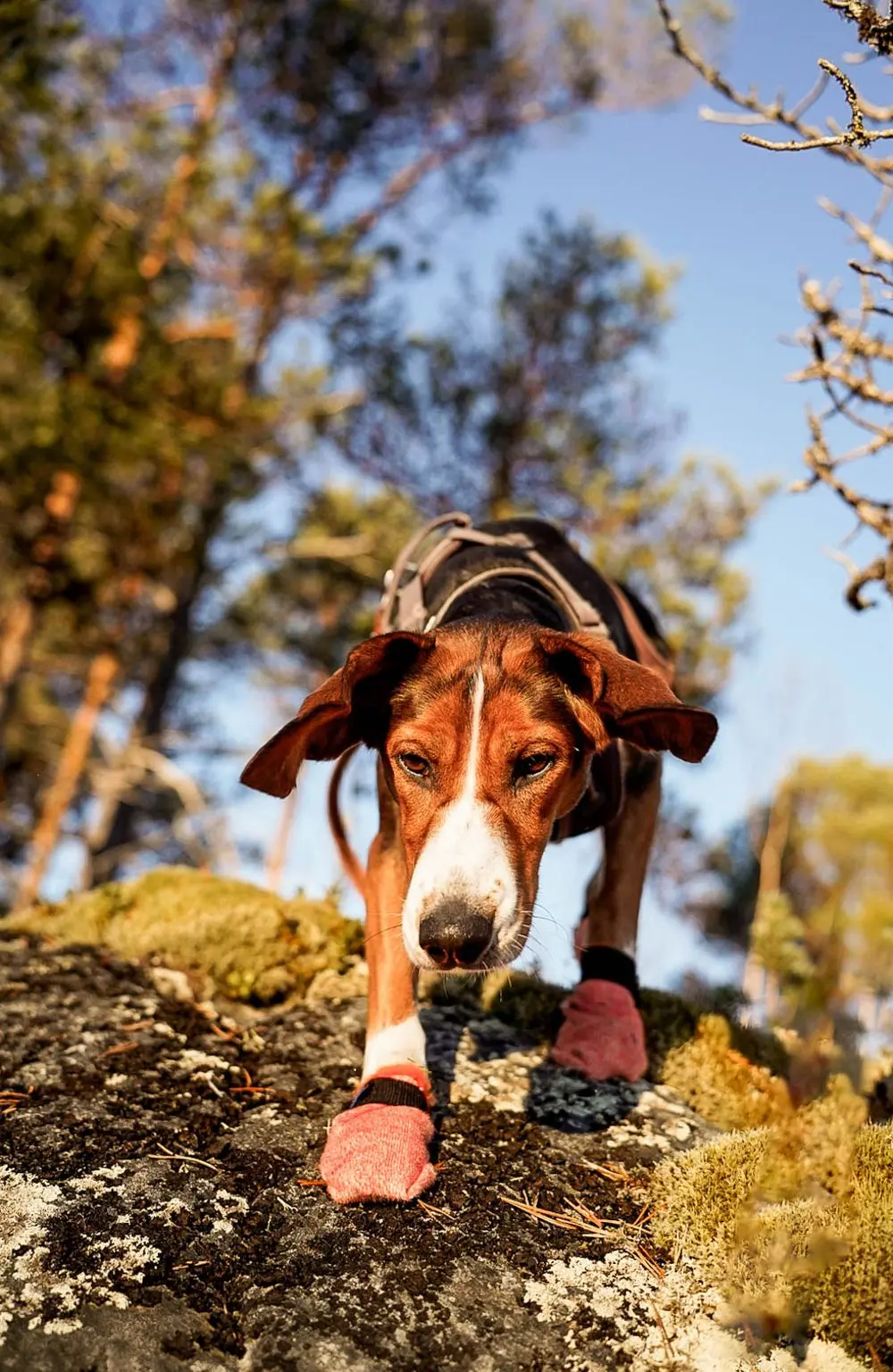 Non-stop dogwear Protector light socks