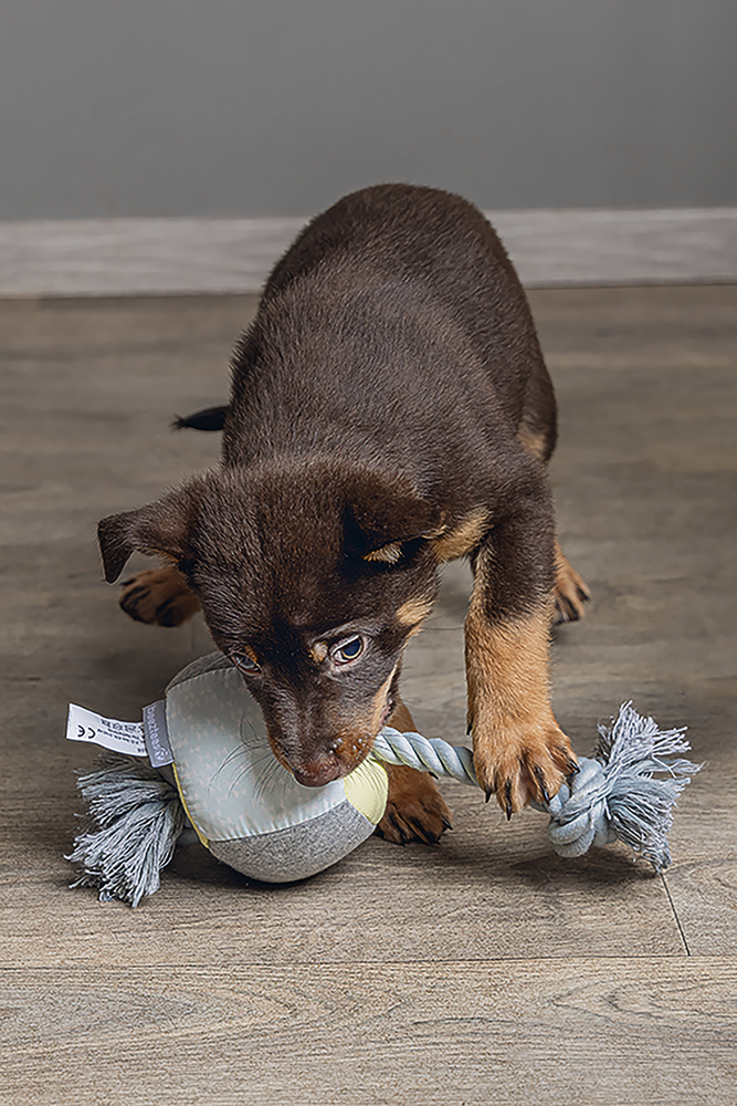 Beeztees Puppy Würfel mit Seil Kubi