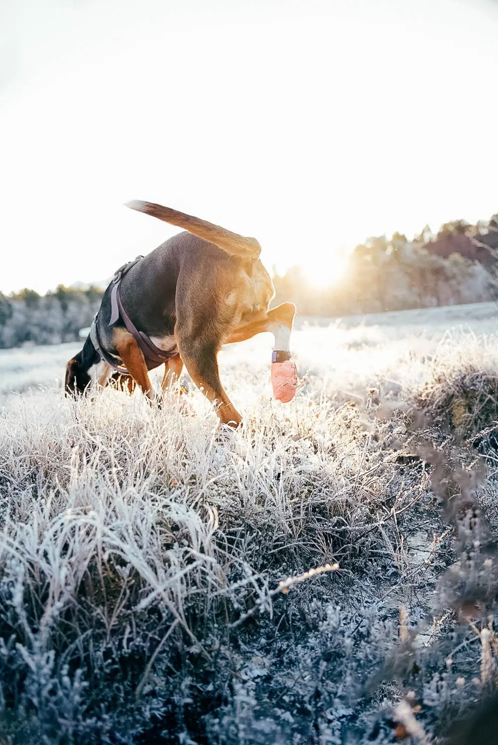 Non-stop dogwear Protector light socks