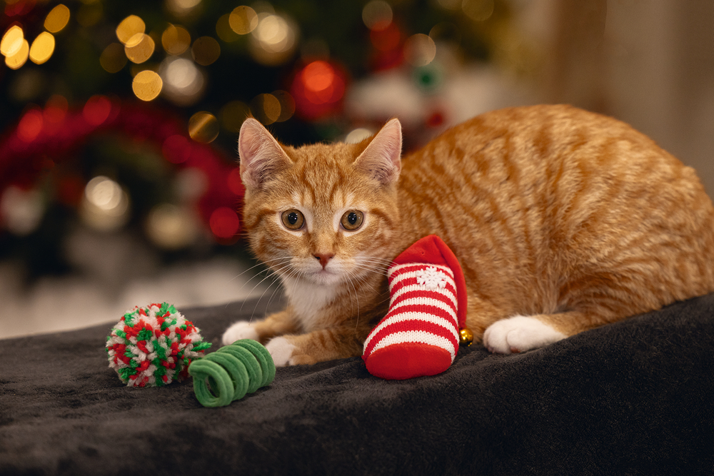 Beeztees Katzenspielzeug Weihnachtsspaß 3er-Set