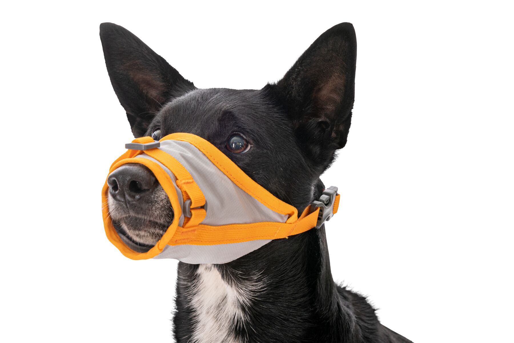 Ruffwear BackTrak™ Dog Evacuation Kit Cloudburst Gray