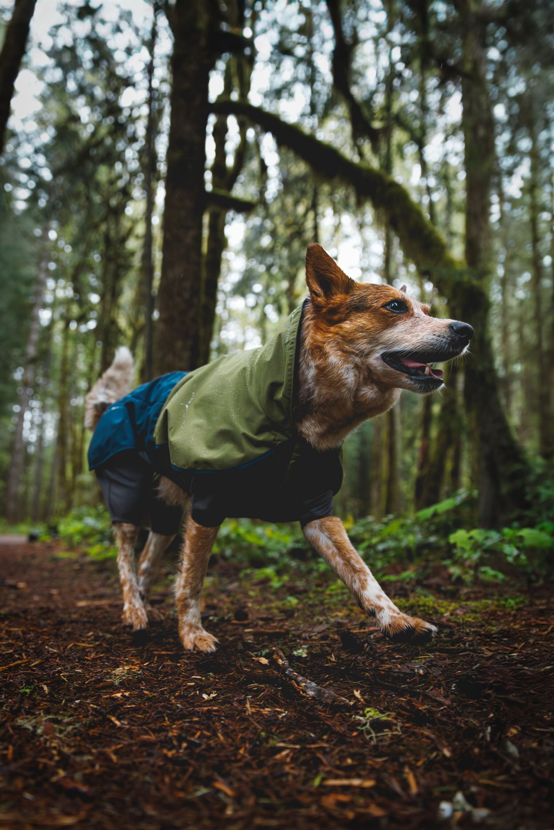 Ruffwear Sun Shower™ Coverall Midnight Blue