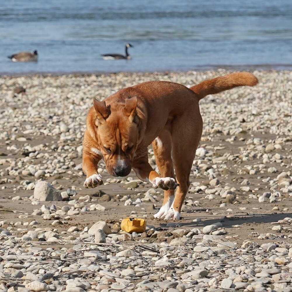 annyx Futterbeutel Goldglöckchen